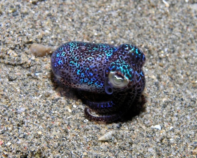Photo of a bobtail squid